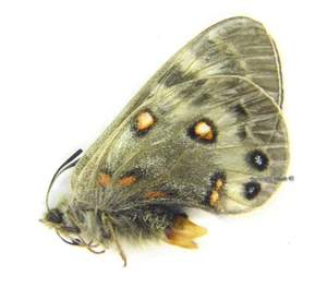 Unmounted Butterfly/Papilionidae - Parnassius delphius pulchra, FEMALE, Kyrgy... - Picture 1 of 1