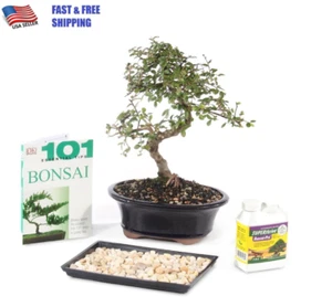 Live Chinese Elm Bonsai Tree, Outdoor, Bonsai Gift Set with Bonsai Fertilizer - Picture 1 of 5