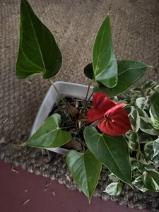 Hawaiian Red Anthurium - Picture 1 of 1