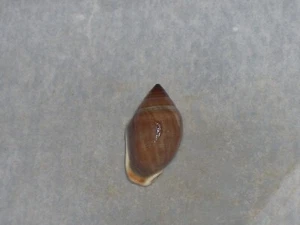 CASSIDULA NUCLEUS TOTAL BROWN - Imagen 1 de 2