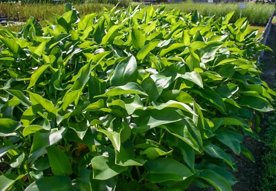 Arrow Arum Winter Hardy Aquatic Marginal Pond/Bog Plant - Buy 2 Get 1 Free - Image 1 of 3