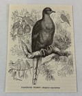 1885 book engraving ~ PASSENGER PIGEON