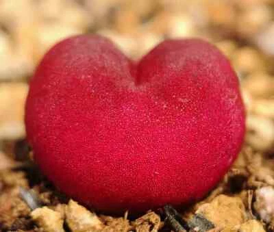 Rojo Conophytum maughanii Res Rubí Raro Suculento 15 Semillas Foto 1 de 2