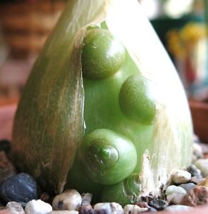 Pregnant Onion ornithogalum caudatum rare succulent bulb False Sea seed 15 seeds
