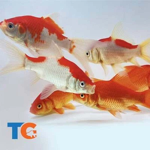 Goldfish Pond Pack #4 For Sale - Includes Live Sarasa Comets & Commons | Toledo - Picture 1 of 12