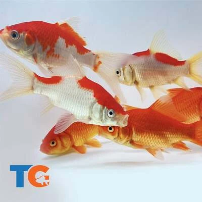 Goldfish Pond Pack #4 For Sale - Includes Live Sarasa Comets & Commons | Toledo - Image 1 of 4