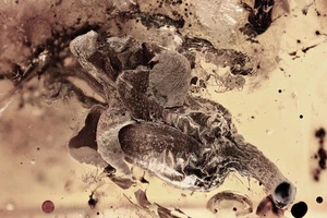 Hervorragende große BLUMENBLÜTE seltene Pflanze Fossil echter baltischer Bernstein + HQ Bild 150827 - Bild 1 von 2