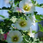 20 GRAINES pour blanc pur HOLLYHOCK rare parterre de fleurs arbuste de plantes exotiques USA Vendeur