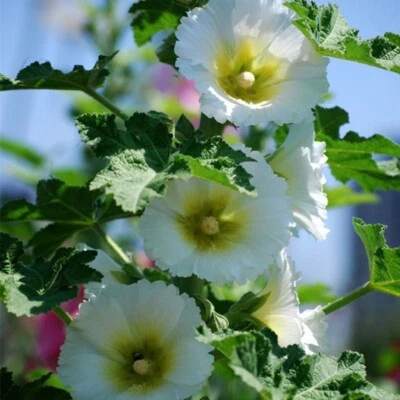 20 SEEDS for Pure White HOLLYHOCK rare flower bed exotic plant bush USA Seller - Image 1 of 4