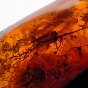 Baltic Amber fossil cognac polished gemstone w/ two bugs inclusions 18.8ct - Foto 1 di 8