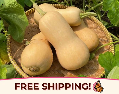 75+ Semillas de calabaza Butternut | Paquete de semillas de reliquia, no transgénicas, jardinería vegetal Foto 1 de 4