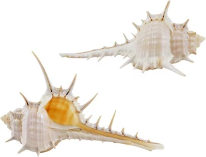 24 Murex Terispina Muscheln ab 3 Zoll (24 Stück) - Bild 1 von 1