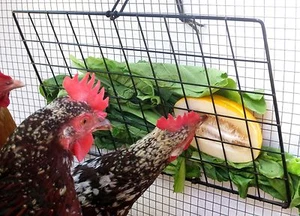 Alimentador de golosinas vegetales para pollos, 10" x 16" con cordón, lazos y palanca - Imagen 1 de 4