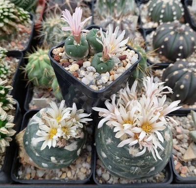 Anhalonium alberto-vojtechii   10seeds harvest 2025 - Image 1 of 4