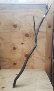 43" ( about 3.5 foot) long natural Manzanita Branch reptile bird habitats #78 - Picture 1 of 8