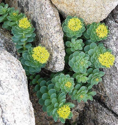 SEEDVILLE USA 25 ROSEROOT STONECROP Golden Rose Root Sedum Rhodiola Rosea Yellow Succulent Flo