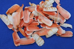 LUHUANUS SEASHELLS, Strawberry Lip Cut Shells, Baech Art Supply, CS-24 - Picture 1 of 11