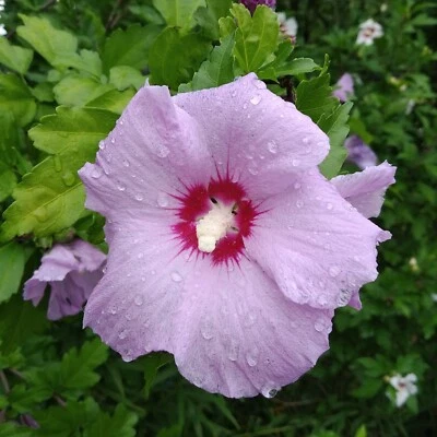 SEED-Rose of Sharon - Grow Your Own Hardy Hibiscus, Althea Flowering Shrub - Image 1 of 4