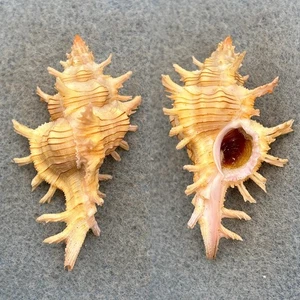 Chicoreus aculeatus 51,6mm f++ ohne Okinoshima, Kochi, Japan, 30-50fm - Bild 1 von 1