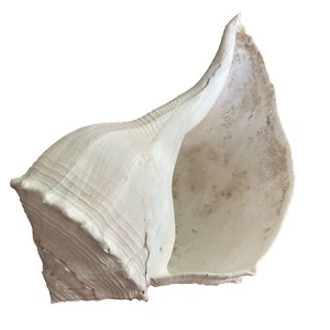 Spiritual Right handed puja shell (dakshinavarti puja shankh) Balamuri shanka - Picture 1 of 18