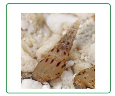 Lot De 5 Escargots Vivants ADULTES Aquarium Escargot Melanoide Vivant Melanoides • 6.90€