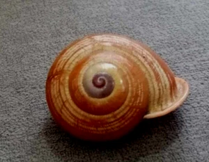 Calocochlea festiva 45 mm F+++ con piel intacta Caracol tierra rosa rara vez visto hoy - Imagen 1 de 6