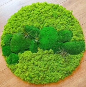 Moosbild Mooswand Moosdeko Moospanel Wandpaneel Wandkunst Massivholz Pflanzen - Bild 1 von 2