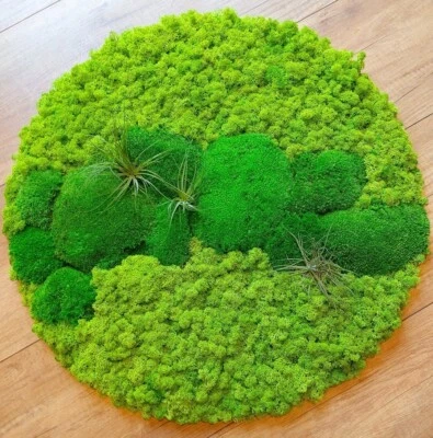 Moosbild Mooswand Moosdeko Moospanel Wandpaneel Wandkunst Massivholz Pflanzen - Bild 1 von 2