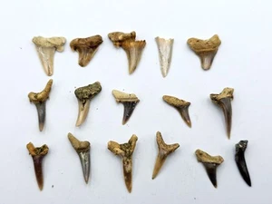 Haizahn Sammlung -16 Fossilien: 11 Striatolamia & 5 Jaekelotodus trigonalis - Bild 1 von 5