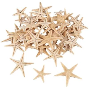 Small Starfish Star Sea Shell Beach Craft 0.4 inch-1.2 inch 90 Pcs C2K8 - Picture 1 of 9