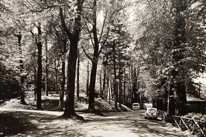 Cartolina - Vallombrosa ( Firenze ) - Viale per il Saltino - 1954 - Bild 1 von 2