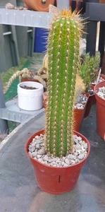 Echinopsis GOLDEN SPACIANA,T Cereus Grandiflores 7-8"Hx2"W Ships Bare Root! - Picture 1 of 6