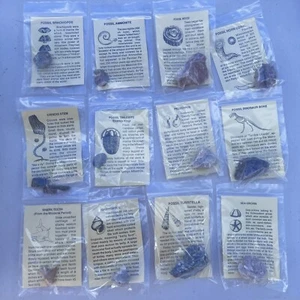 Konvolut 12 Fossilien und Zeitzettel - Bild 1 von 14