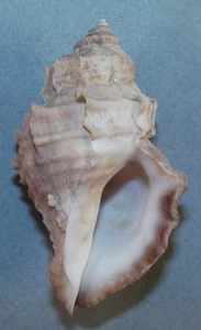 MUREX LAMELLOSA 64,80 mm SUPER ELECCIÓN MUESTRA Des Moines, Washington - Imagen 1 de 2