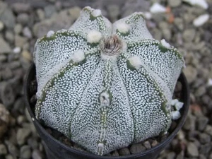 6b50 Astrophytum X Hanazano Kabuto, pot 5,5 cm - Picture 1 of 4