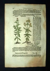 Engraving Print The Common Buttercup, The Bistort, Lysimachia Or Lysimachus - Picture 1 of 4