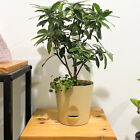 Hydroponic Green Plant Succulent Pots Potted Planters