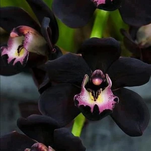 Cymbidium Orchid Bulbi,Orchidea Del Cymbidium,Piante Erbacee Perenni,Ambiente Pa - Foto 1 di 12