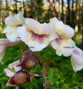 200 Semillas Paulownia tomentosa flor blanca , muy raro Empress Foxglove, kiri - Imagen 1 de 2