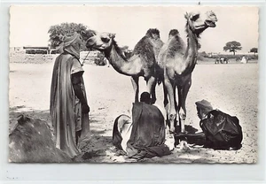 Mauritania - Camel drivers - Publ. Printania 3136 - - Mauritanie - Chameliers - - Picture 1 of 2