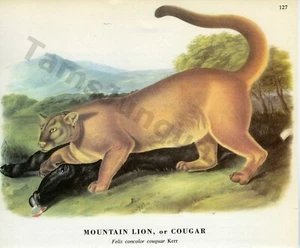 James & Woodhouse Audubon Mountain Lion 1968 o Cougar libro de caza página arte (1448) - Imagen 1 de 1