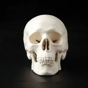 Schädelkappe Schädelmodell abnehmbar anatomischer Kopf Schädel Lehrzubehör - Bild 1 von 12