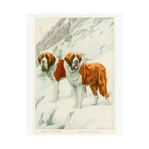 ST.BERNARD DOG Poster, Wohndeko, Tierliebhaber Wand - Bild 1 von 6