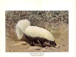 Antique Art by Louis A. Fuertes Art: Hog-Nosed Skunk & 9 Banded Armadillo - Picture 1 of 5