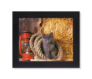 Kätzchen Katze im Seil mit Strohhalm und Laterne Foto Wandbild schwarz gerahmt - Bild 1 von 4