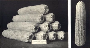 MAIZE. Best Ears White Dent Corn Natl. Expo, Omaha, Nebraska, 1908 1912 print - Picture 1 of 1