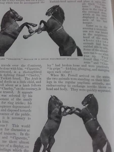 Performing Boxing Horses Circus Rare Article 1903 Mr A B Powell Horse Trainer - Picture 1 of 5