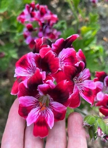 RARE PINK BURGUNDY STRIPE PELARGONIUM FANCY REGAL GERANIUM 6" LIVE PLANT CUTTING - Picture 1 of 10