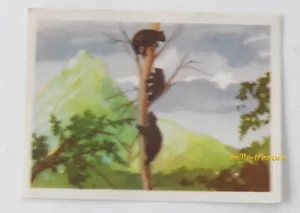 Bild CHROMO Schokolade MARTOUGIN Nr. L3 Bär für Album Raubjäger - Bild 1 von 2