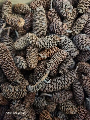 ADAM'S AQUARIUM 50g Mixed Alder/casuarina Cones / Pods Blackwater Botanicals Aquarium Terrarium